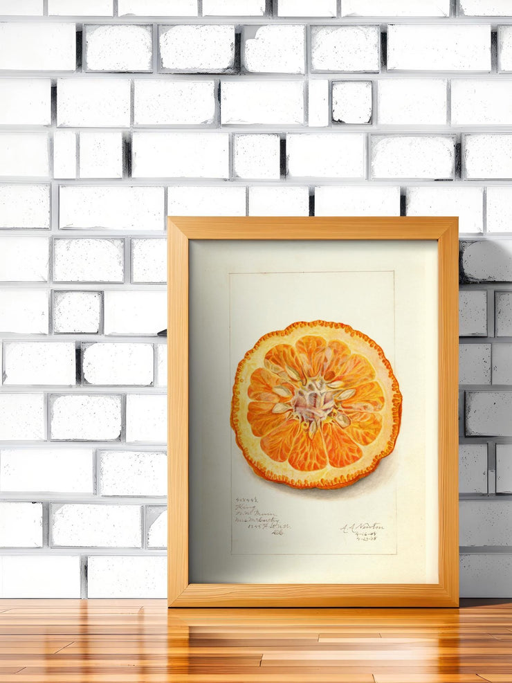 Vibrant Orange Slice - Matte Finish Poster Print Wall Art