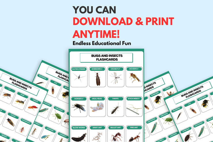 Colorful Bugs and Insects Flashcards | Printable Learning Tool for Kids and Classrooms | Educational Bug Identification Flashcards