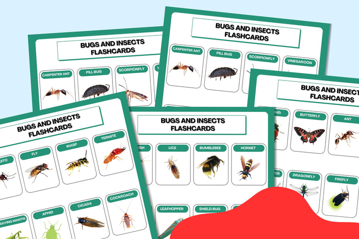 Colorful Bugs and Insects Flashcards | Printable Learning Tool for Kids and Classrooms | Educational Bug Identification Flashcards