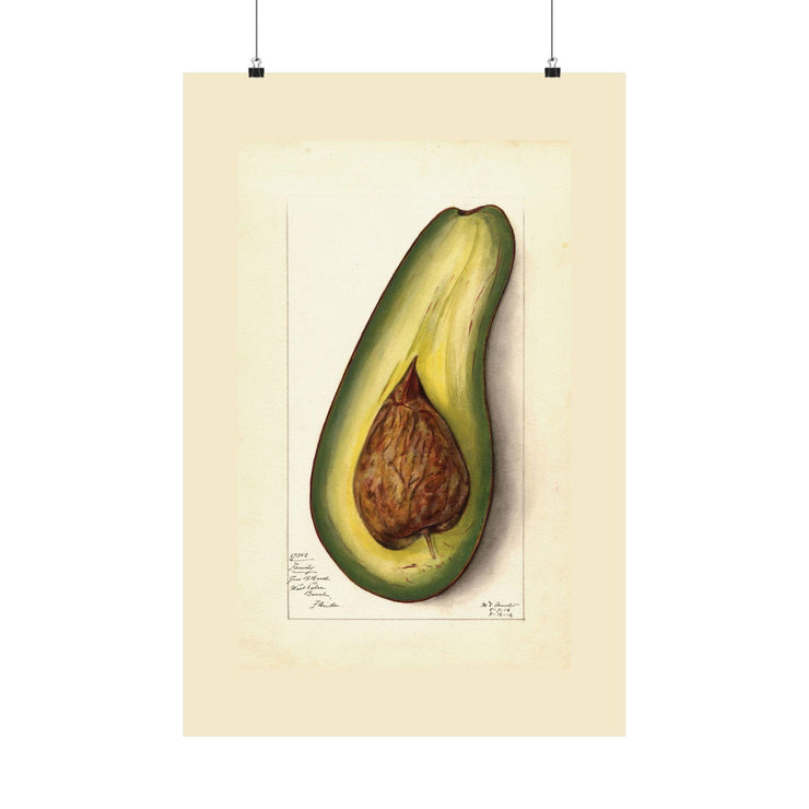 Avocado Art Print - Matte Finish | Vintage Botanical Canvas -Vertical Posters