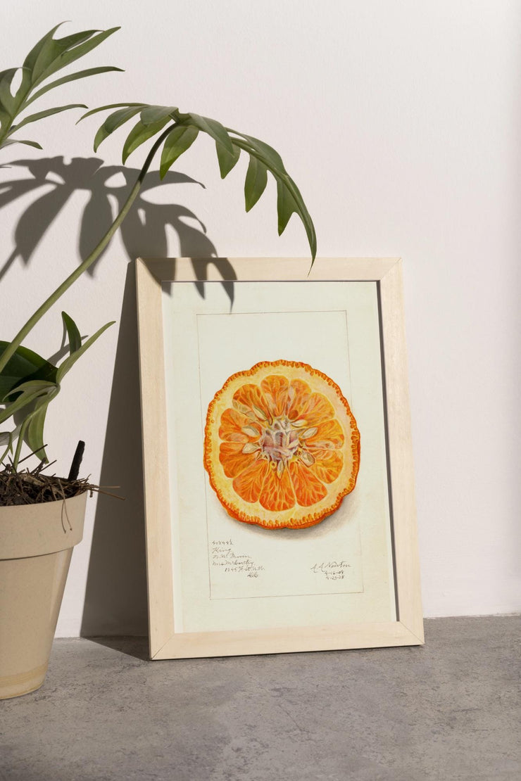 Vibrant Orange Slice - Matte Finish Poster Print Wall Art