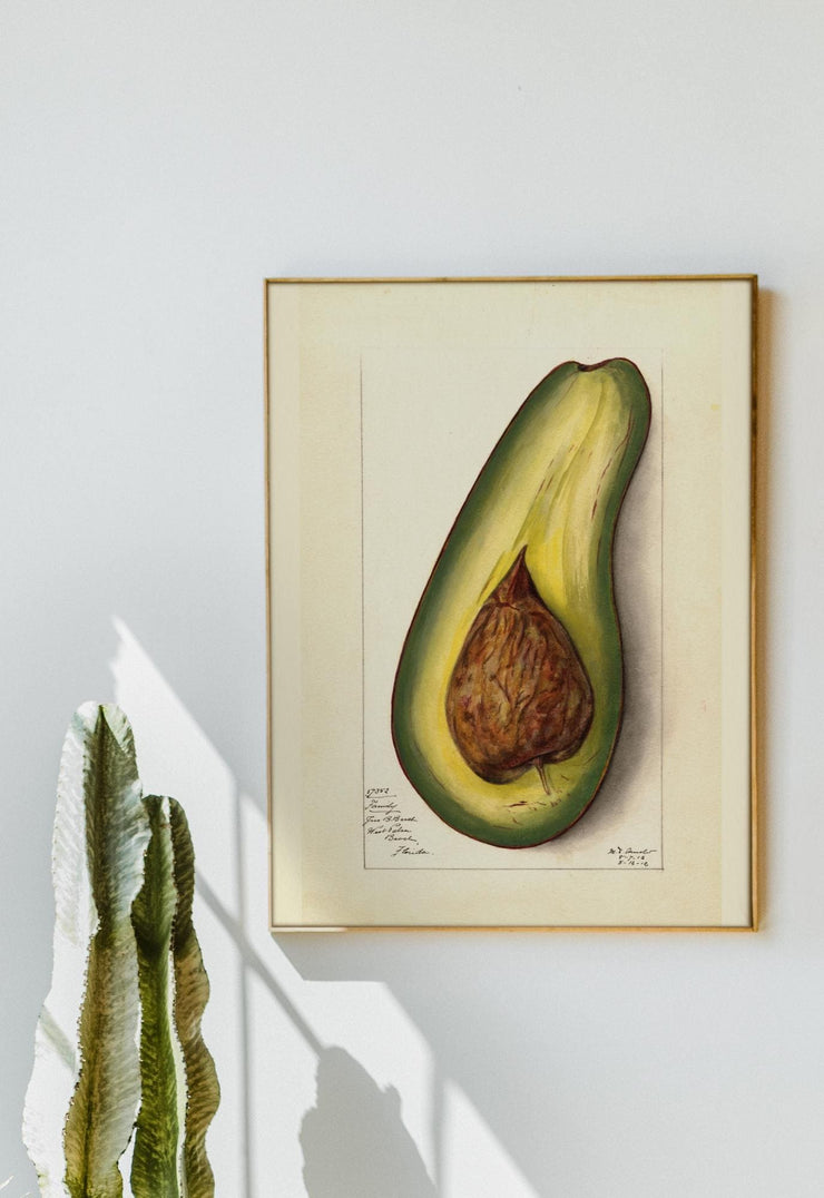 Avocado Art Print - Matte Finish | Vintage Botanical Canvas -Vertical Posters