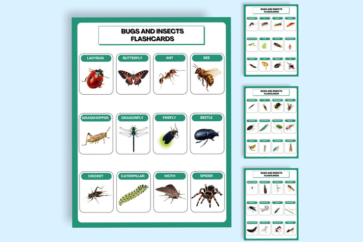 Colorful Bugs and Insects Flashcards | Printable Learning Tool for Kids and Classrooms | Educational Bug Identification Flashcards