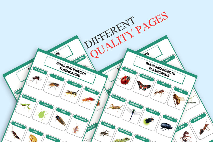 Colorful Bugs and Insects Flashcards | Printable Learning Tool for Kids and Classrooms | Educational Bug Identification Flashcards