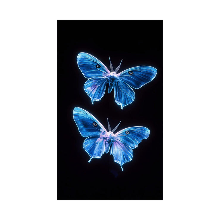 Luminous Blue Butterfly wall Art Print featuring two vibrant blue butterflies on a black background
